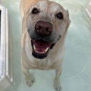 Poochi Pet Resort - Pet Boarding & Kennels