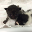Seattle Area Feline Rescue - Animal Shelters