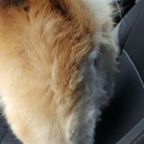 Mary Janes Pet Grooming - Pet Grooming