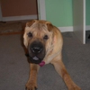 Honey B's Pet Grooming gallery