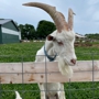 Simmons Farm Petting Zoo