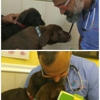Miami Springs Animal Hospital gallery
