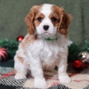 Little Stream Puppies gallery