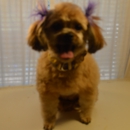 DIPPITY-DO DOG GROOMING - Pet Grooming