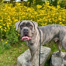 Dog Training Elite Northeast Ohio Facility