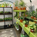 Urban Jungle