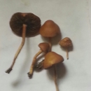 Mushroom Adventures - Mushrooms