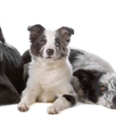 Archdale Animal Hospital - Veterinary Clinics & Hospitals