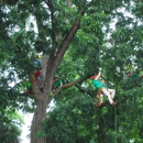Sox & Freeman Tree Expert Co - Arborists