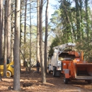 Black Bear Tree Service - Tree Service