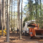 Black Bear Tree Service