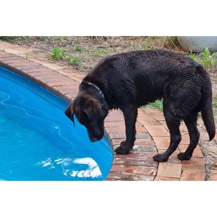A Pet's Life - Toolijooa, NSW