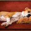 Country Time Pet Retreat gallery