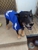 Salon Cherie Dog & Cat Grooming - Dog & Cat Clipping & Grooming