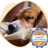 Fetch! Pet Care gallery