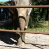 All About Elephants gallery
