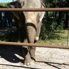 Two Tails Ranch: All About Elephants