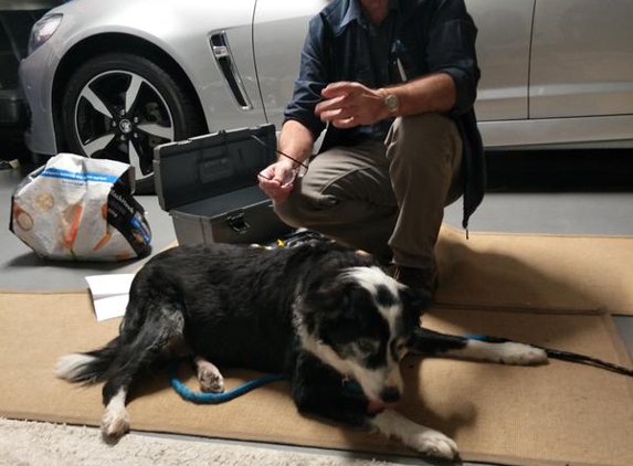 Mayfield Veterinary Hospital - Mayfield West, NSW. ac's home vet visit with Peter Mayfield Vet Hospital