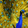 Peacock Bailbonds gallery