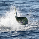 Seawalker Fishing Charters - Fishing Guides