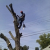 Wilson Tree Service gallery