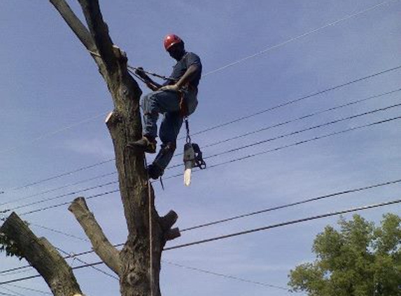 Wilson Tree Service - East Alton, IL