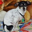 Petsense by Tractor Supply - Pet Stores