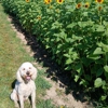 Little River Orchard gallery