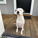 Bayview Pet Care - Pet Services