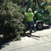 Redding Tree Service Inc. gallery