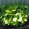 Savory's Gardens gallery