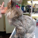 De Grooming - Pet Grooming