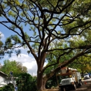 TreeTime - Tree Service