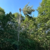 Sky High Tree Service gallery