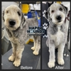 Happy Hounds Mobile Pet Grooming gallery