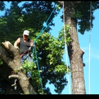 Bridges Tree Experts