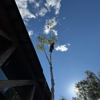 H Bros. Tree Service gallery