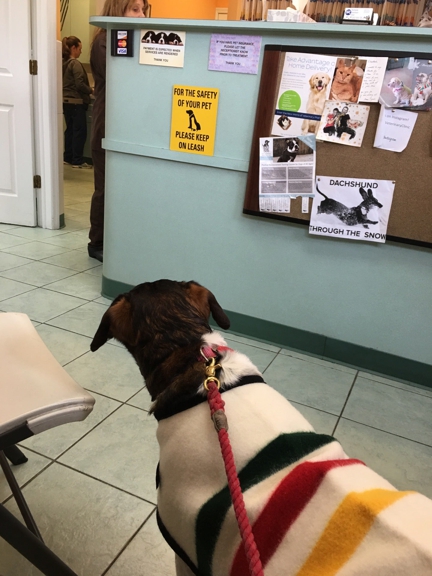 Northside Veterinary Clinic - Brooklyn, NY