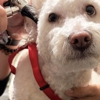 Veterinarian Pet Alliance gallery