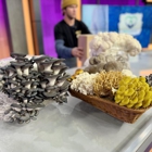 Bear Valley Mushrooms