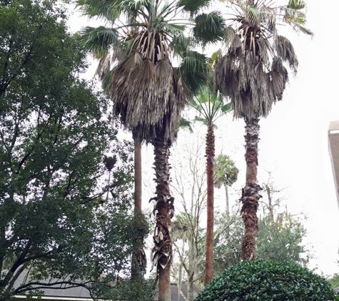 KDT Tree Service - Fern Park, FL