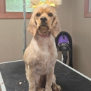 Coats & Tails Grooming and Boarding - Hostels