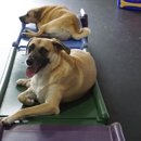 Digs Dog Care - Pet Services