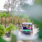 Christmas Tree Lot at Moon Valley Nurseries - San Antonio