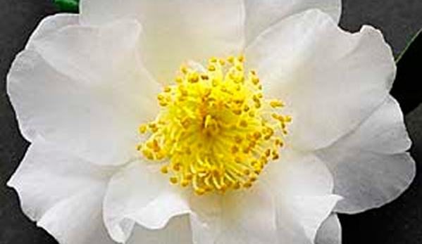 Camellia Grove Nursery - Glenorie, NSW