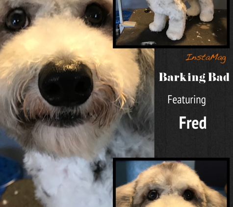 Barking Bad Grooming - Albuquerque, NM. Fred speaks for herself