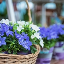 Top Chop Lawn Care & Property Services