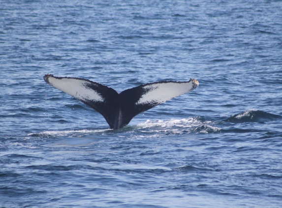 Cape Ann Whale Watch - Gloucester, MA