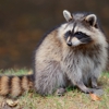 Rocco's Wildlife Removal Inc gallery
