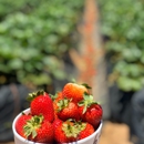 Carlsbad Strawberry Company - Farms